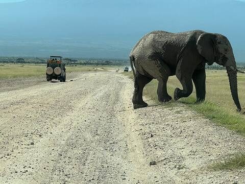 Tsavo West Safari